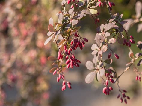 do all barberry have thorns.